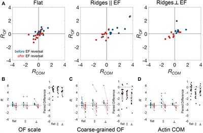 Actin Dynamics as a Multiscale Integrator of Cellular Guidance Cues